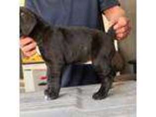 Cane Corso Puppy for sale in Hayward, CA, USA
