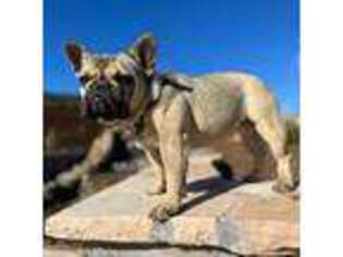French Bulldog Puppy for sale in Flagstaff, AZ, USA