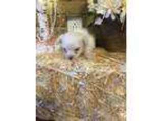 Maltese Puppy for sale in Williamstown, KY, USA