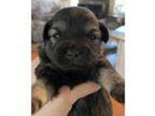 Mutt Puppy for sale in Mechanicsburg, PA, USA