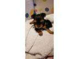 Yorkshire Terrier Puppy for sale in Mountville, PA, USA