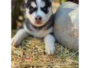 Siberian Husky Puppy for sale in Middle Island, NY, USA