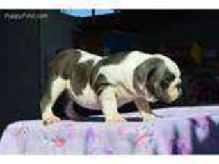 Bulldog Puppy for sale in Garden Grove, CA, USA
