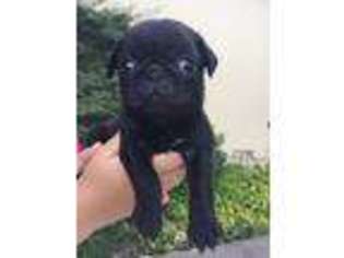 Pug Puppy for sale in Medford, OR, USA