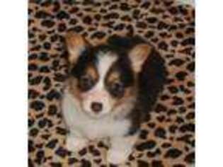 Pembroke Welsh Corgi Puppy for sale in Mesa, AZ, USA