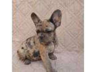 French Bulldog Puppy for sale in Marshall, TX, USA