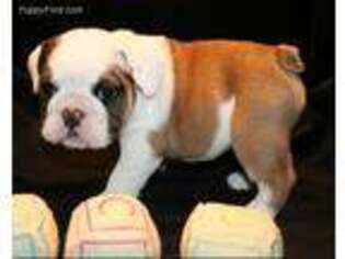 Bulldog Puppy for sale in Redding, CA, USA