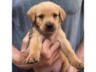 Labrador Retriever Puppy for sale in Piedmont, SD, USA
