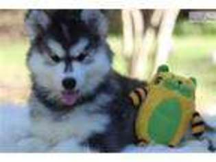 Medium Photo #1 Siberian Husky Puppy For Sale in San Antonio, TX, USA