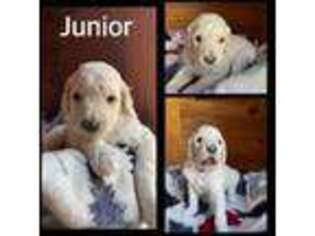 Goldendoodle Puppy for sale in Spartanburg, SC, USA