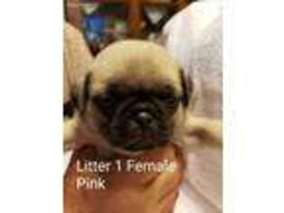 Pug Puppy for sale in Grand Junction, IA, USA