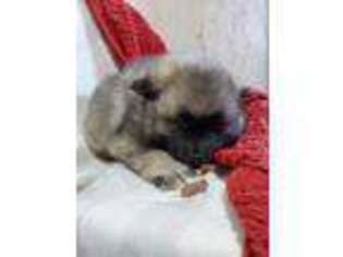 Keeshond Puppy for sale in Loysville, PA, USA