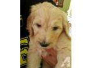 Goldendoodle Puppy for sale in PHILADELPHIA, PA, USA