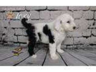 Old English Sheepdog Puppy for sale in Grabill, IN, USA