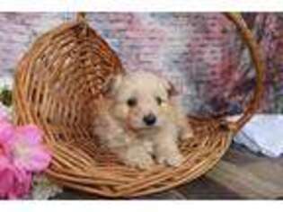 Mutt Puppy for sale in West Salem, OH, USA