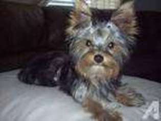 Yorkshire Terrier Puppy for sale in SLIDELL, LA, USA