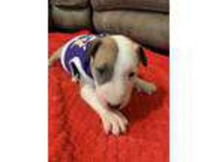 Bull Terrier Puppy for sale in Picayune, MS, USA