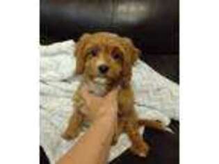 Cavapoo Puppy for sale in Moroni, UT, USA
