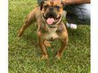 Bulldog Puppy for sale in Phenix City, AL, USA