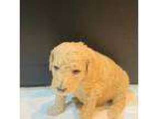 Goldendoodle Puppy for sale in Chantilly, VA, USA