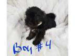 Mutt Puppy for sale in Ashville, OH, USA