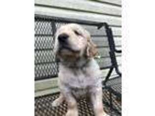 Golden Retriever Puppy for sale in Whiteville, NC, USA