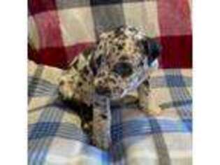 Great Dane Puppy for sale in Barstow, CA, USA