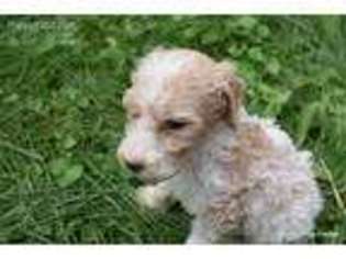 Mutt Puppy for sale in Munith, MI, USA