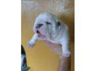 Bulldog Puppy for sale in Agoura Hills, CA, USA