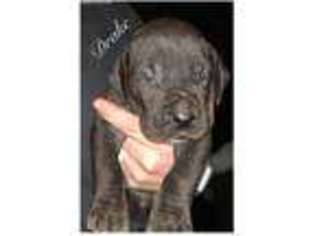 Great Dane Puppy for sale in Salem, NJ, USA