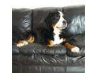 Bernese Mountain Dog Puppy for sale in Centerville, UT, USA