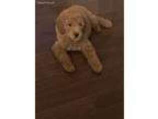 Goldendoodle Puppy for sale in Somerset, KY, USA