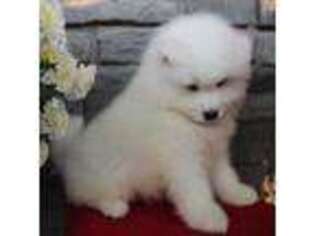 Samoyed Puppy for sale in Owen, WI, USA