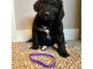 Goldendoodle Puppy for sale in Kennewick, WA, USA