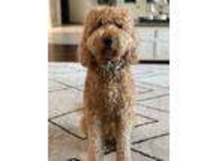 Goldendoodle Puppy for sale in Venice, FL, USA