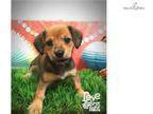 Dachshund Puppy for sale in Hattiesburg, MS, USA