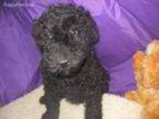 Small Kerry Blue Terrier