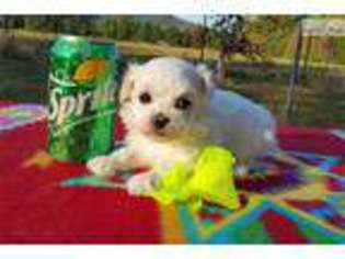 Maltese Puppy for sale in Unknown, , USA
