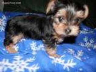 Yorkshire Terrier Puppy for sale in Grundy Center, IA, USA