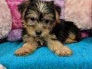 Yorkshire Terrier Puppy for sale in Old Town, FL, USA