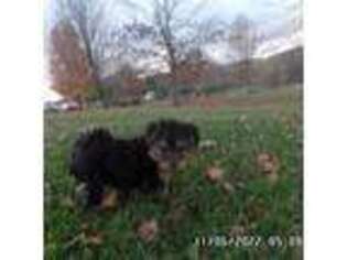 Yorkshire Terrier Puppy for sale in Mc Clure, PA, USA