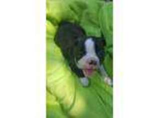 Boston Terrier Puppy for sale in Louisville, KY, USA