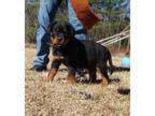 Rottweiler Puppy for sale in Huger, SC, USA