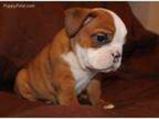 Bulldog Puppy for sale in El Cajon, CA, USA