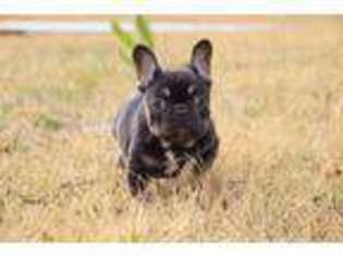 French Bulldog Puppy for sale in Grapevine, TX, USA