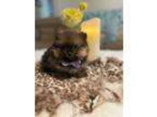 Pomeranian Puppy for sale in Paradise, TX, USA