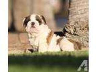 Bulldog Puppy for sale in FREMONT, CA, USA
