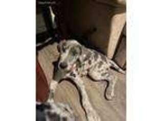 Great Dane Puppy for sale in Oakville, WA, USA