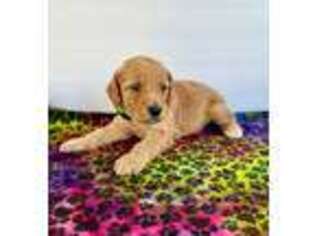 Goldendoodle Puppy for sale in Greenville, NY, USA