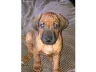 Rhodesian Ridgeback Puppy for sale in Hendersonville, NC, USA